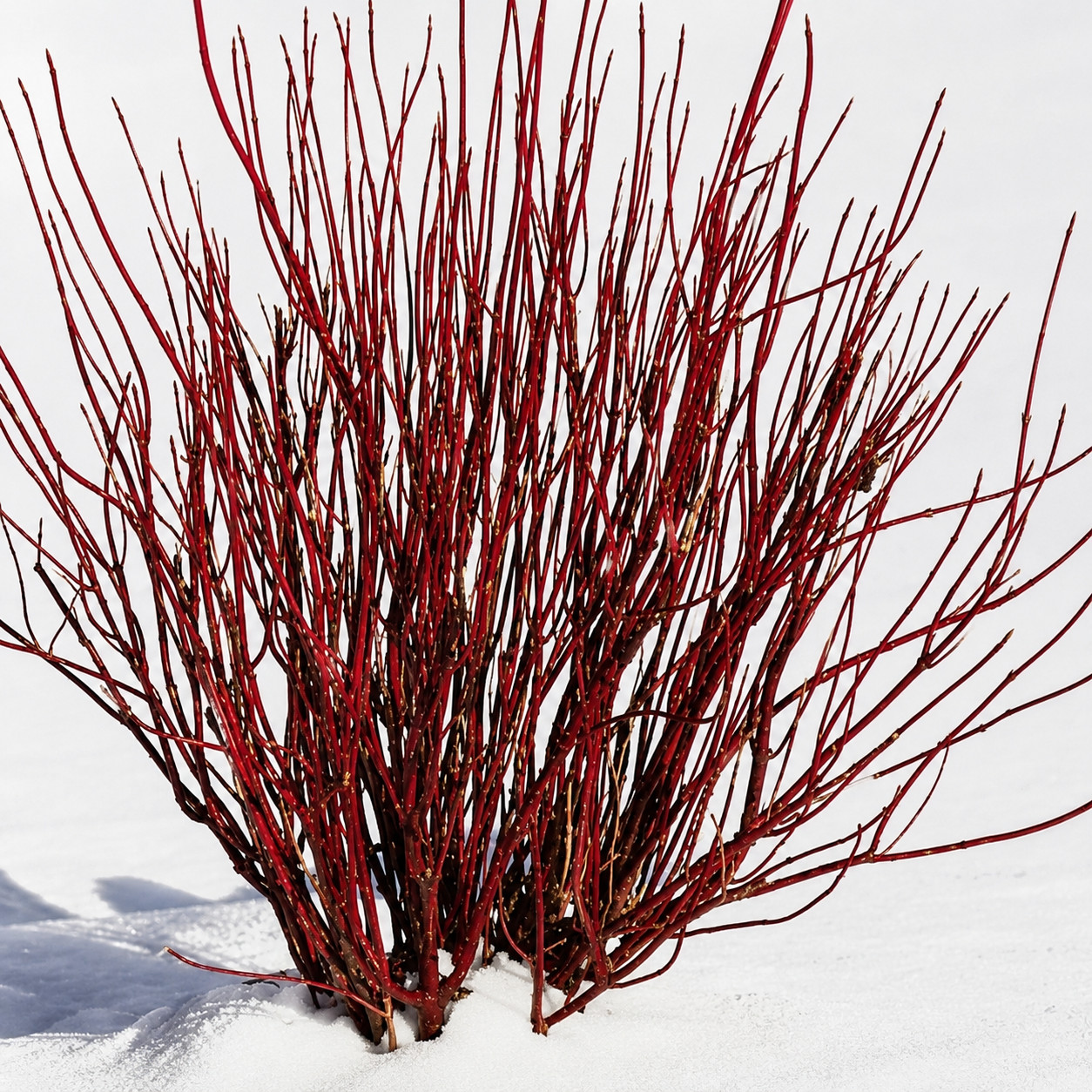 Cornus sericea SEEDS – Red osier dogwood | Red twig dogwood