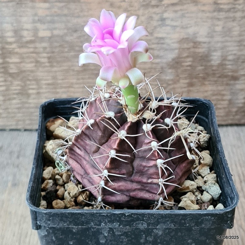 D5703 GYMNOCALYCIUM MIHANOVICHII pot9-H5,5-W8 cm MaMa Cactus