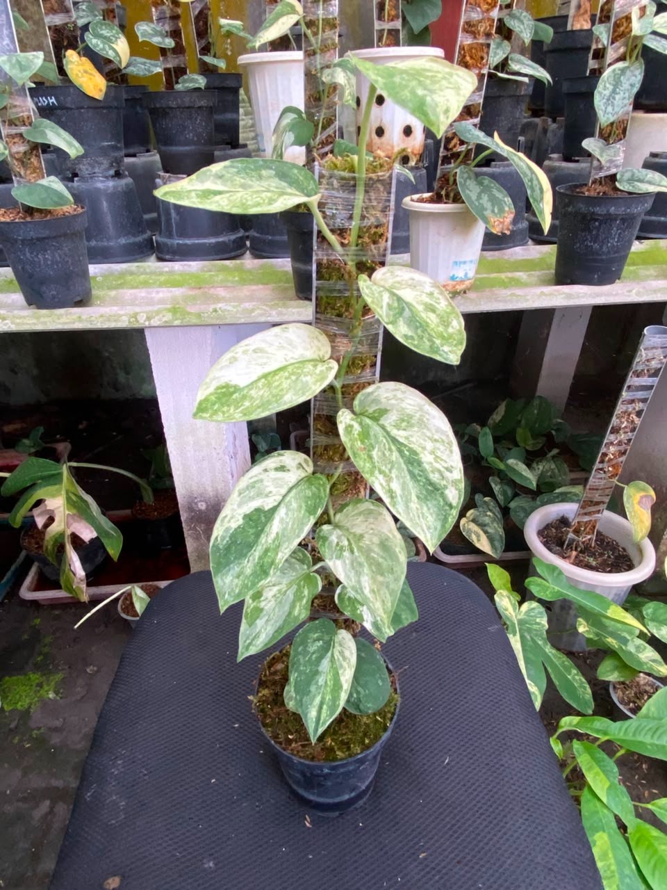 Scindapsus spearmint, Rare Variegated, Real Picture, Aroid Houseplant