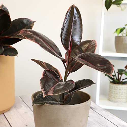 Variegated Ficus ” Rubber Plant in 6″ Grower Pot, Real Black Pot Ruby
