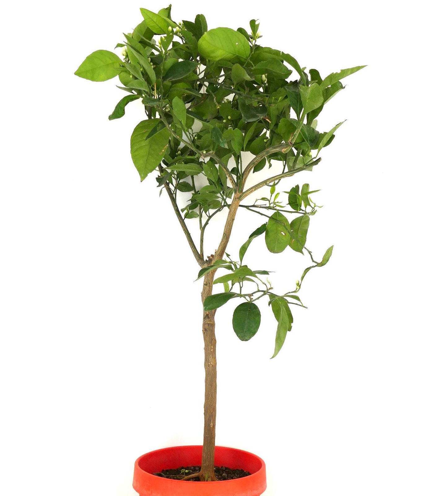 Citrus sinensis cv “Moro” 50-70cm