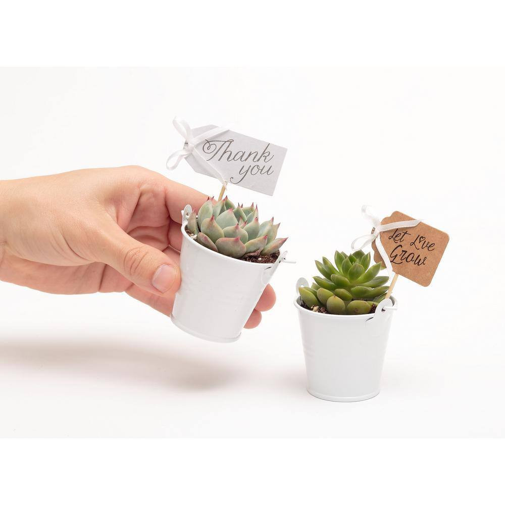 2 In. Wedding Event Rosette Succulents Plant with White Metal Pails and Thank Yo