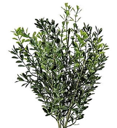 New Primitive Cottage Farmhouse GREEN NEW ENGLAND BOXWOOD PLANT BUSH Stem Pick