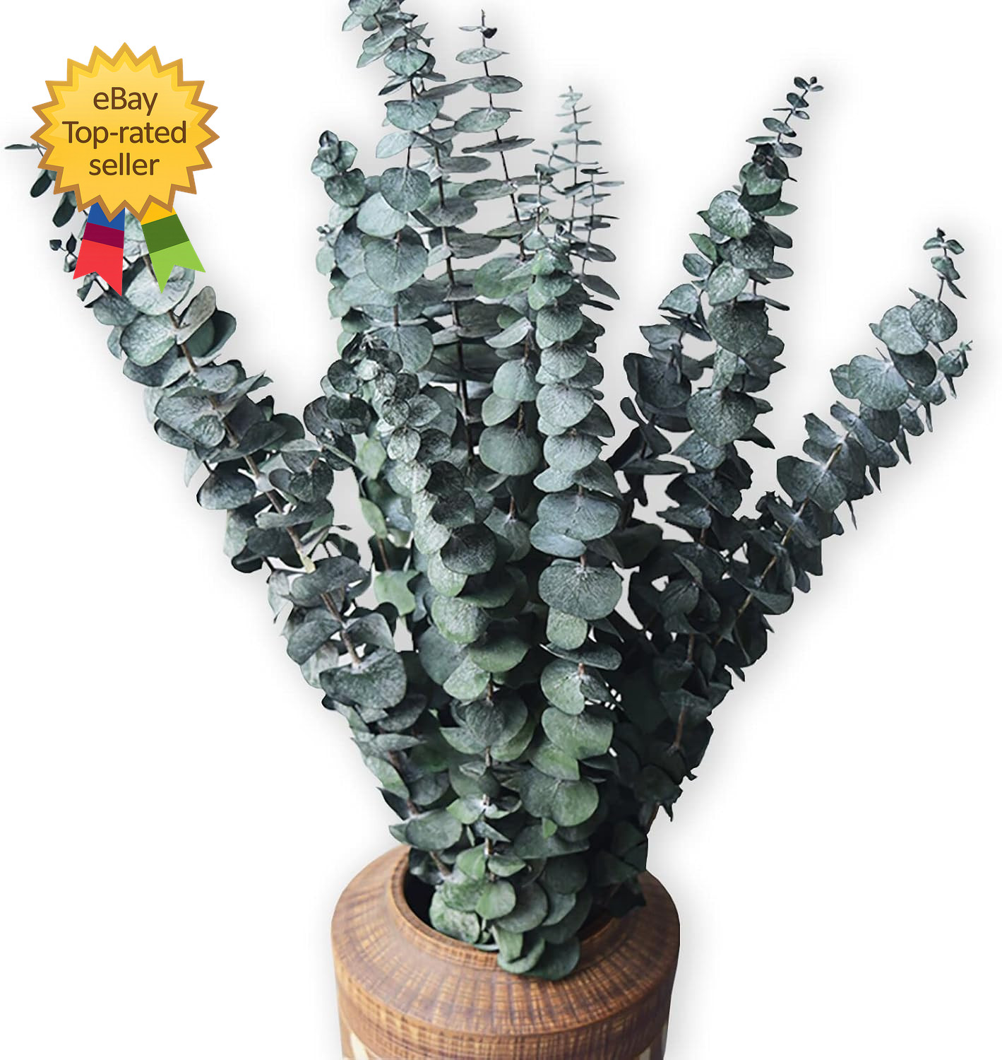 Eucalyptus for Shower 10 Pcs Hanging Dried Eucalyptu Stems 17″ Real Eucalyptus