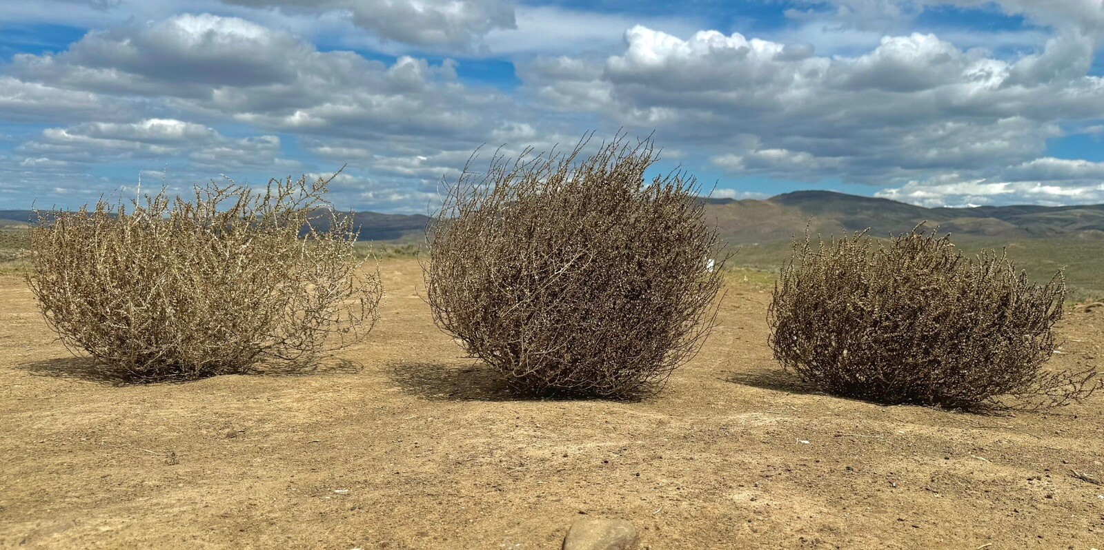 Tumbleweeds !! Best & FULL!! XL Size! 2ft+ Huge Natural Western Decor Nevada USA