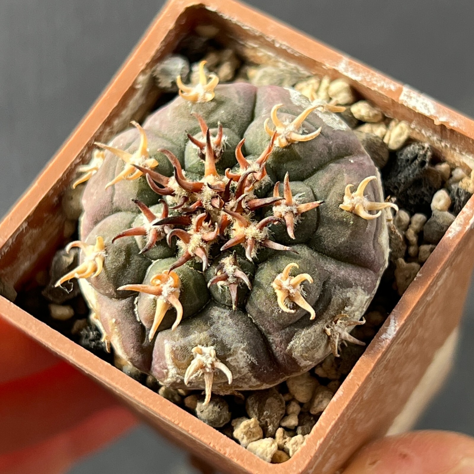 A1-698. Gymnocalycium unguispinum SL-44b (Own roots)