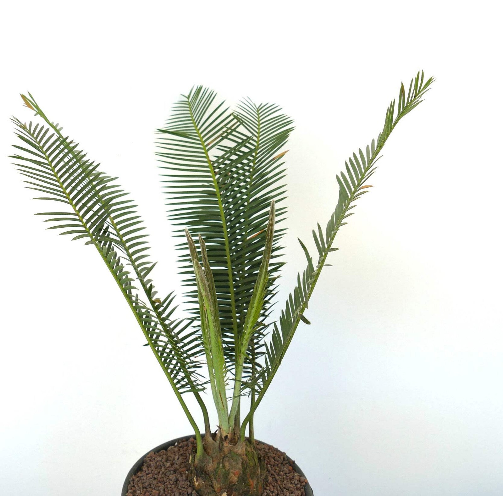 Dioon edule Jacala Form (Hidalgo, MX) 8x7cm Caudex – Chestnut dioon | Virgin’s p