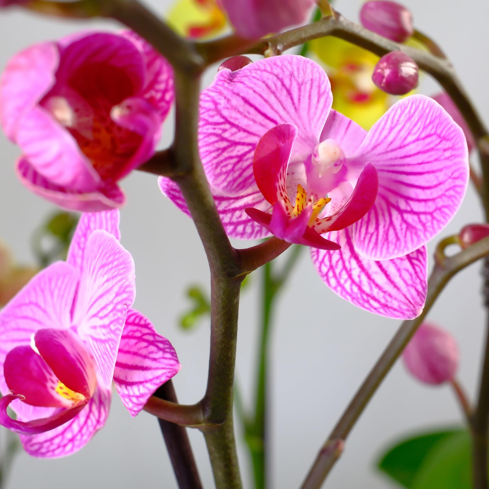 Premium Purple Live Orchid Plant Blooming in 3.5″ Blue & White Orchid Pot, Li…