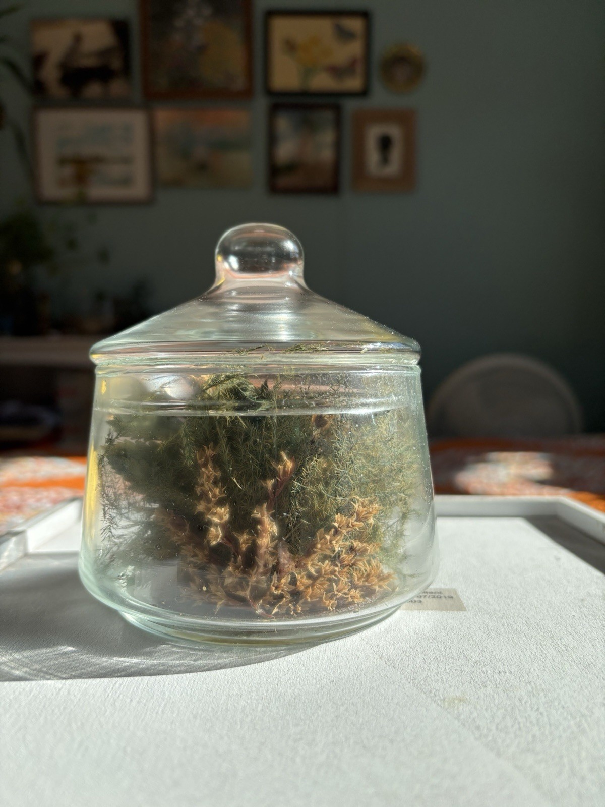 Natural Expressions Freeze-Dried Rose Arrangement in Glass Jar, Peach Green