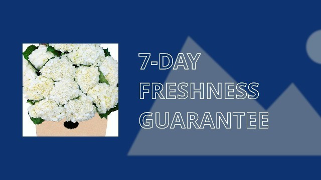 30 Farm-Fresh Pink Tulips – Fresh Flowers for Birthday, Valentine’s & Mother’s D