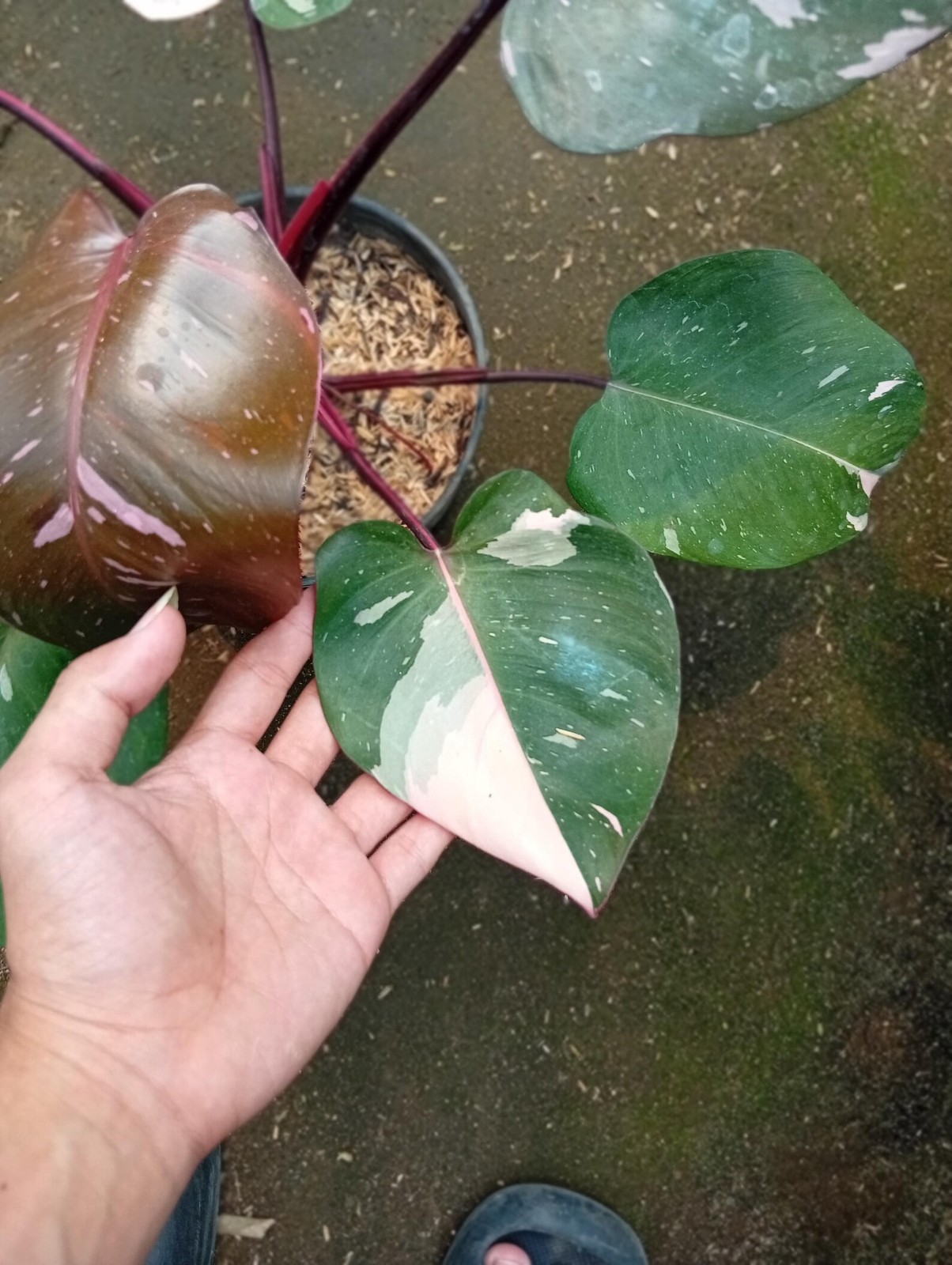 Real Pickture Philodendron Florida Beauty x Mayoi Medium Size Free Phyto