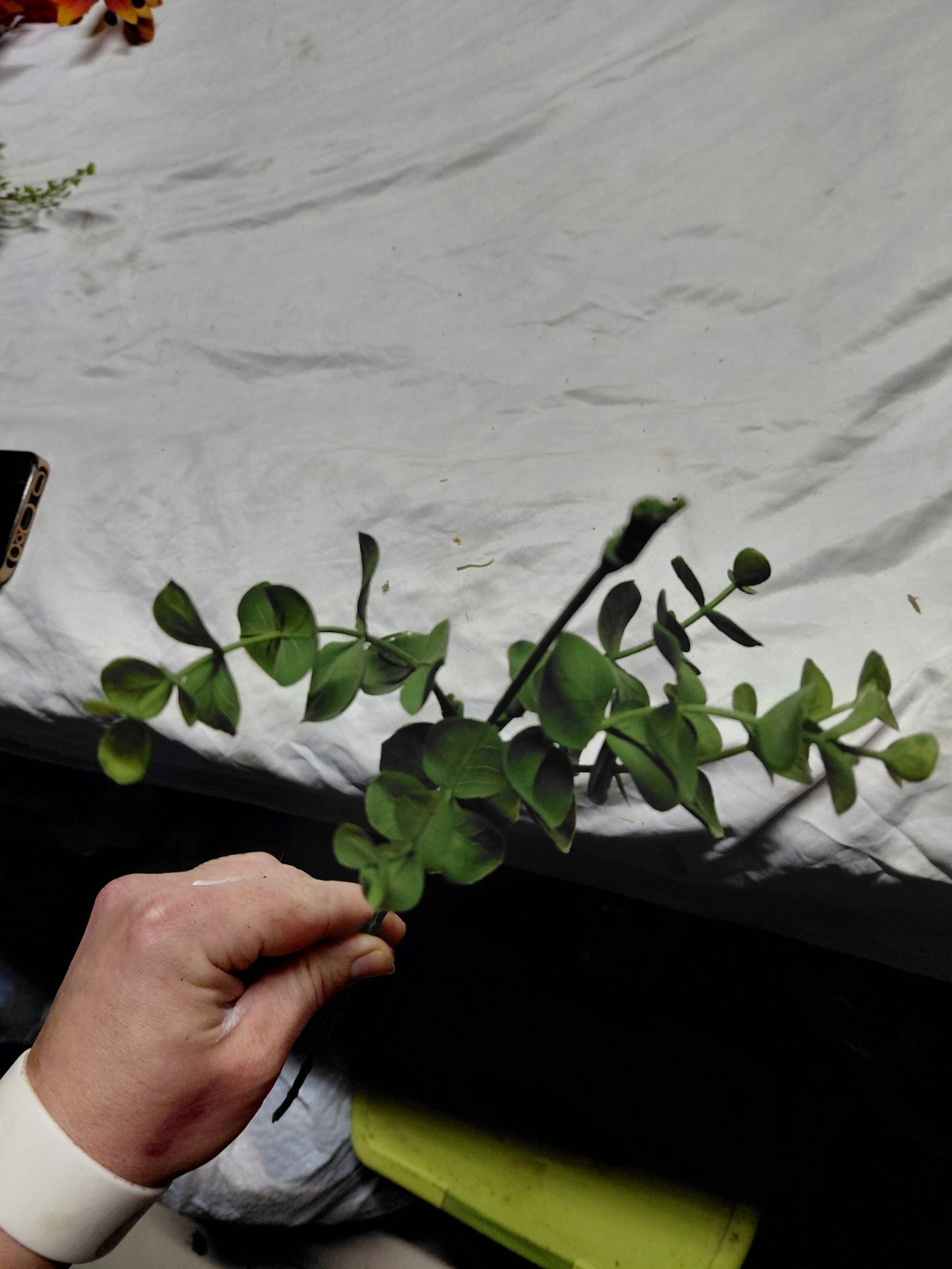 artificial silver dollar eucalyptus stem.