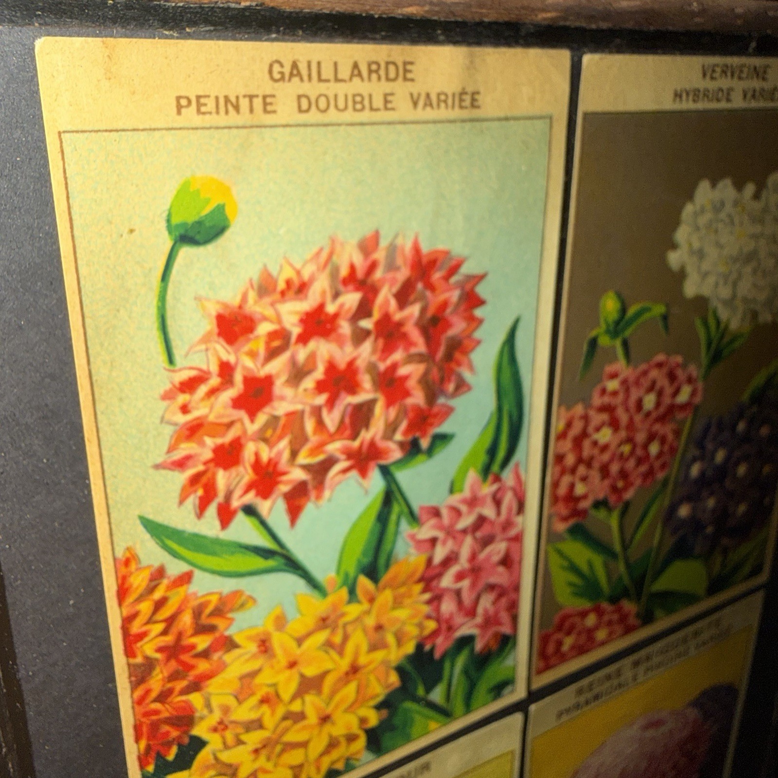 Vintage French Seed Packet Labels Framed Botanical Wall Art Wood Frame