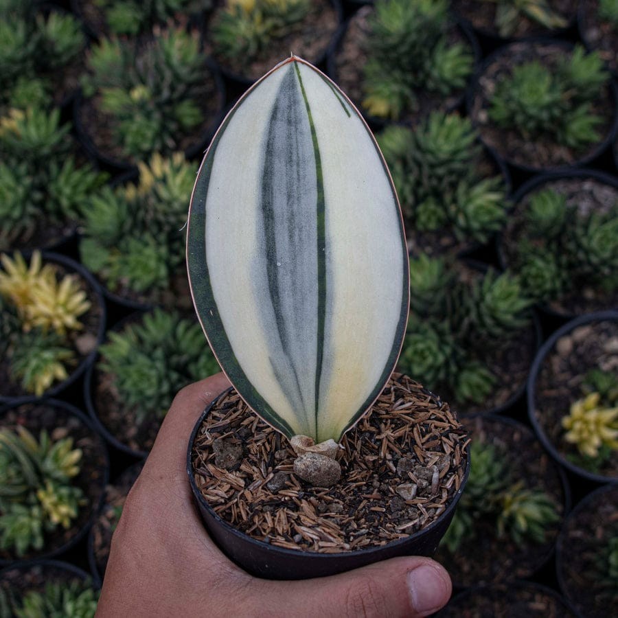 Sansevieria Masoniana Variegated Beautiful Uniqe Snake Plant