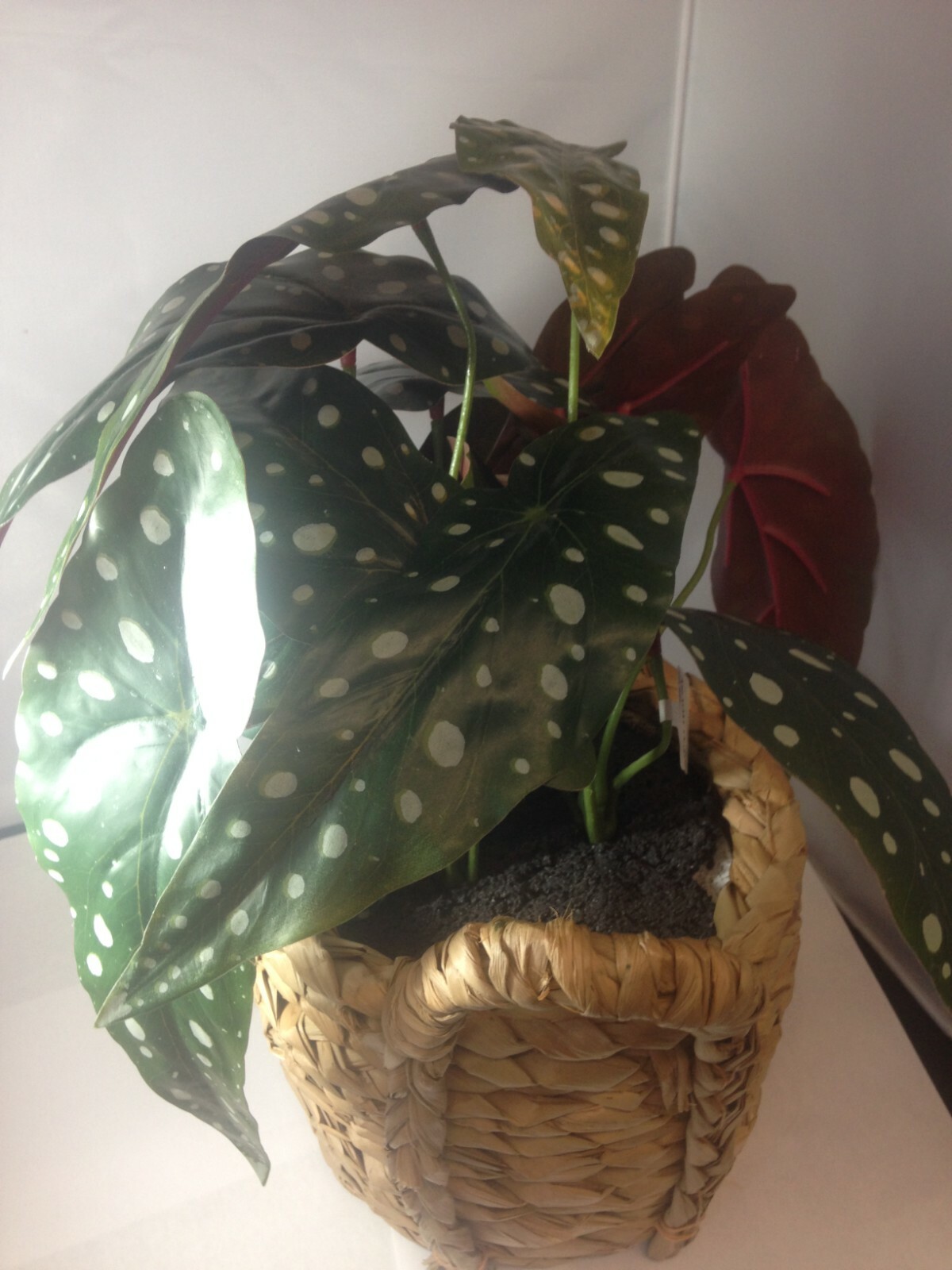 17″ X 15.5″ Artificial Dotted Begonia Plant in Basket Green/Natural – Opalhouse