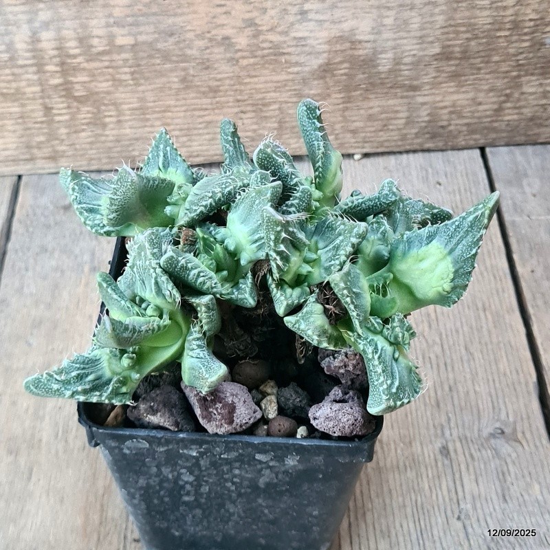D6387 FAUCARIA TIGRINA TUBERCOLOSA pot9-H8-W14 cm MaMa Cactus