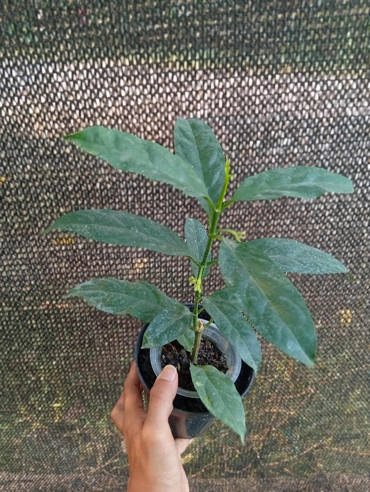 Real Picture Hoya Decipulae Sp Bengkulu