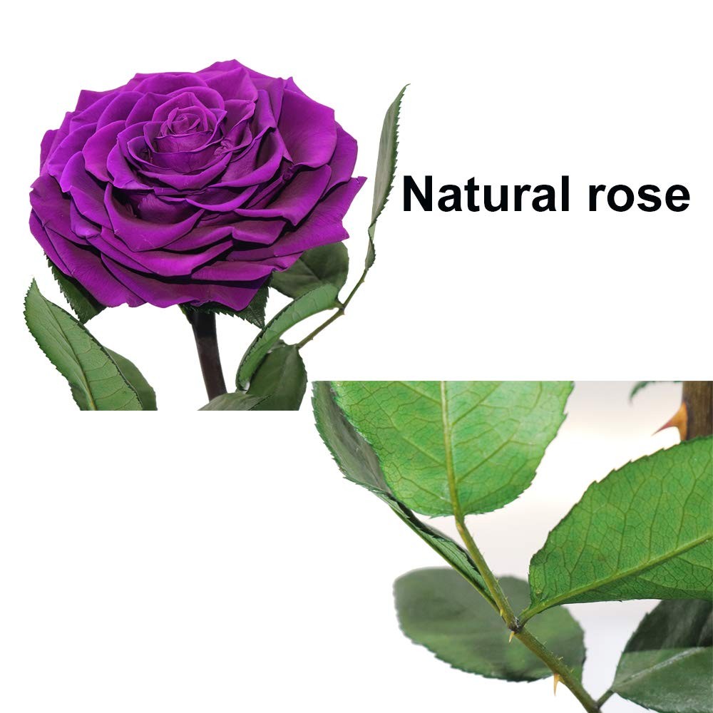 Purple Roses Handmade Rose in Glass Dome, Preserved Flowers Never Withered, B…