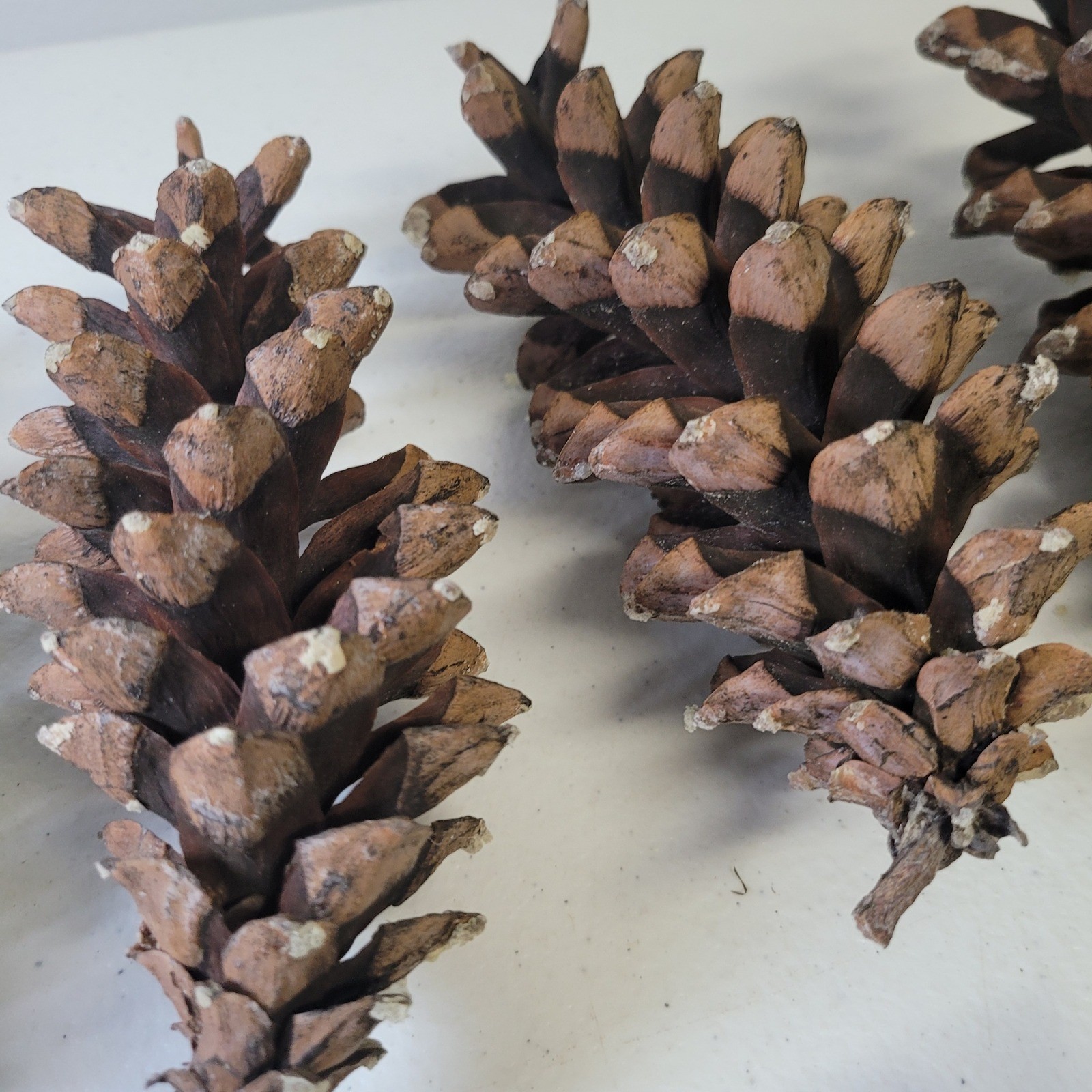 White Pine Cones Michigan 11 Upper Peninsula Tree Forest Crafts Decor Cabin Sap