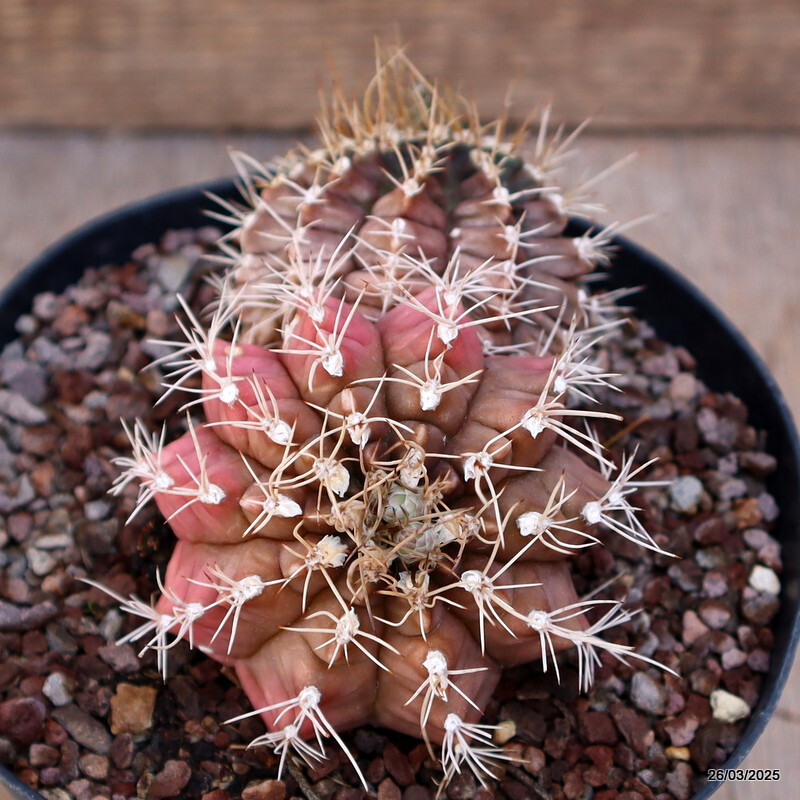 A7123 GYMNOCALYCIUM MIHANOVICHII MULTICOLOR pot14-H8-W12 cm MaMa cactus