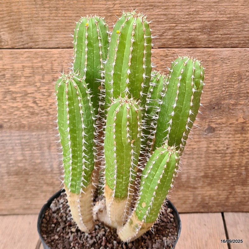 D6470 EUPHORBIA ECHINUS pot14-H23-W15 cm MaMa Cactus
