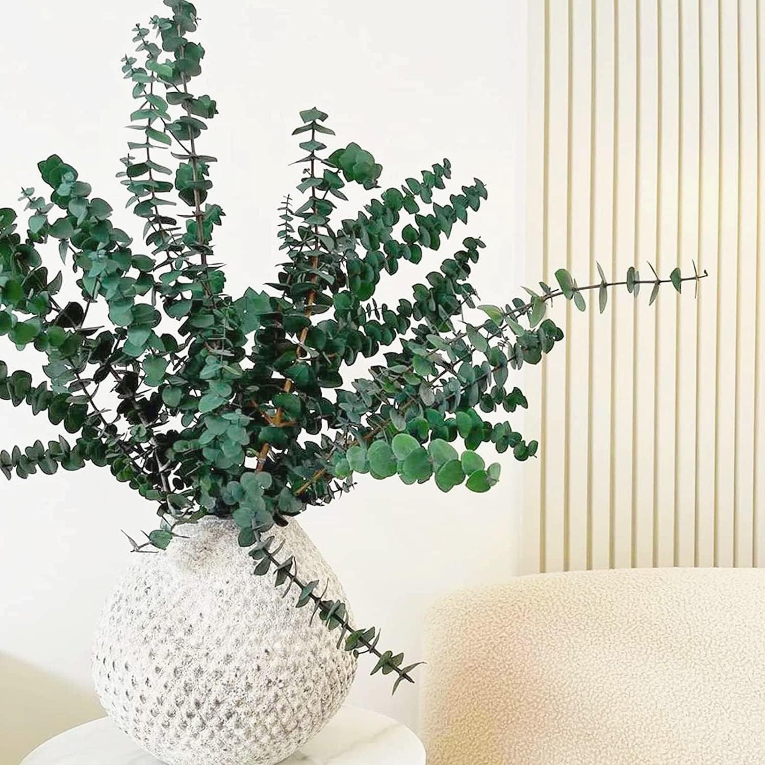 30Pcs Dried Eucalyptus Stems, 17″ Real Preserved Eucalyptus Plant for Shower, Fr
