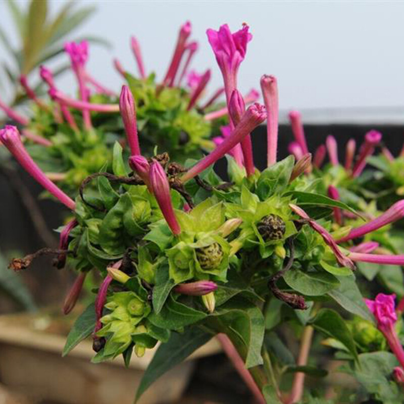 20 Jasmine seeds Fast Growing Non-GMO Fragrant Flower Garden Home