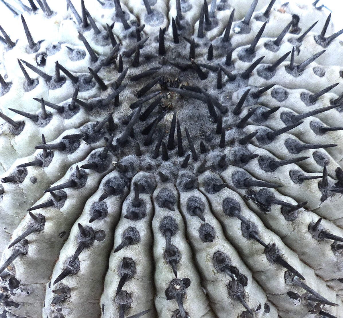 Copiapoa cinerea SEEDS – Ashen Copiapoa | Silver Copiapoa