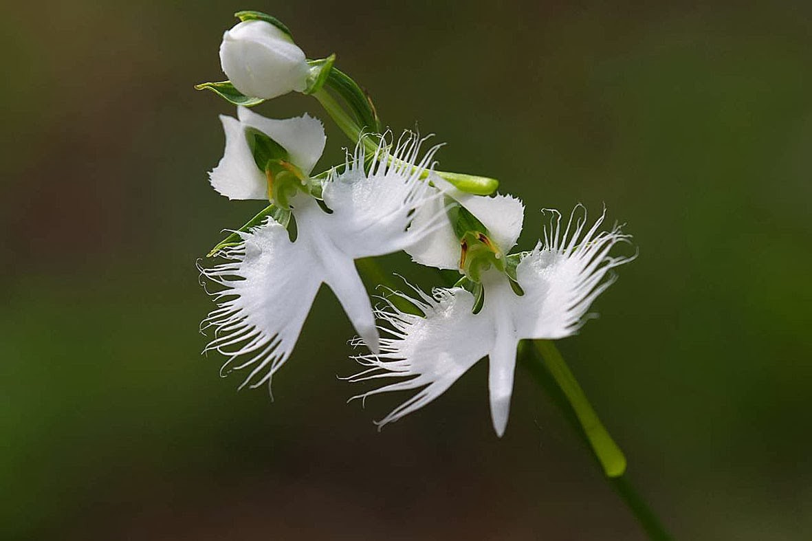 WHITE EGRET ORCHID FLOWER Habenaria Radiata Viable Seeds Plant Garden
