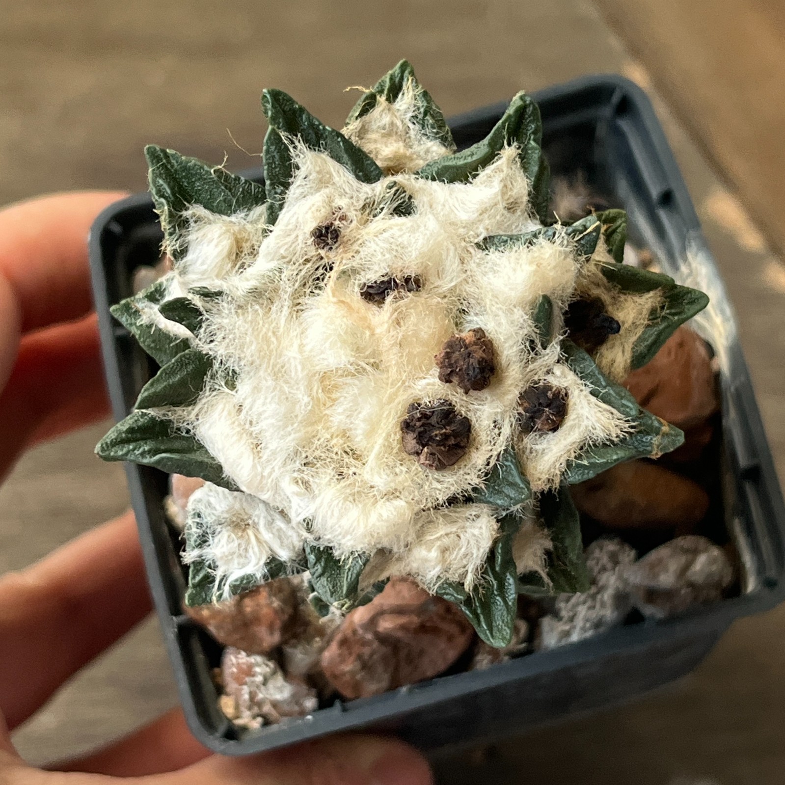 A52-55 Cactus hybrid (scaph x fiss), grafted