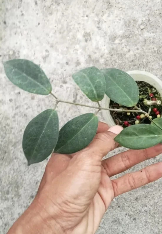 Hoya Piestolepis Sp Papua Rare Plant