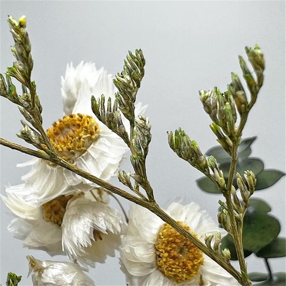 Pemberly Row 10-inch High Real Preserved Mixed Bouquets in Small Size