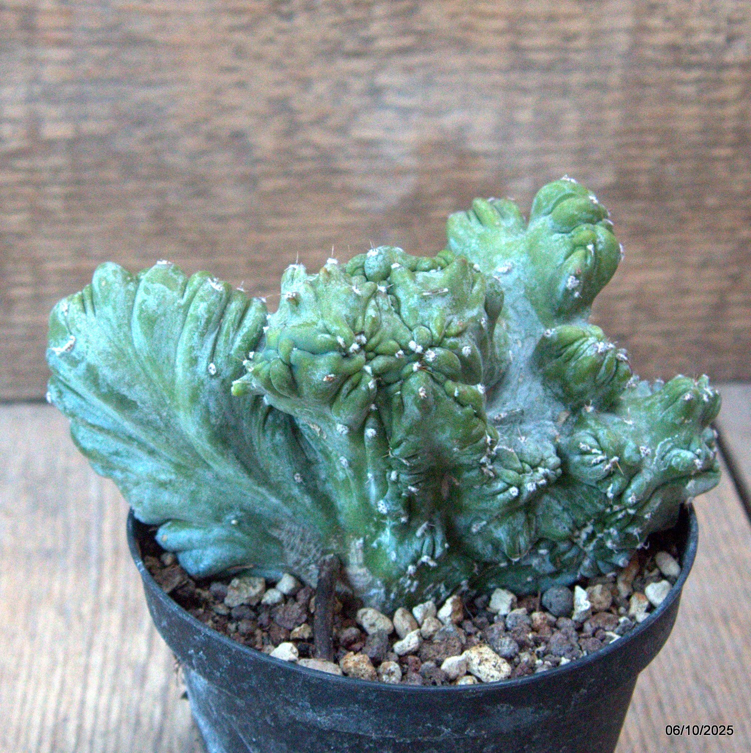 D6890 MYRTILLOCACTUS GEOMETRIZANS CRESTED pot10-H8-W13 cm MaMa Cactus