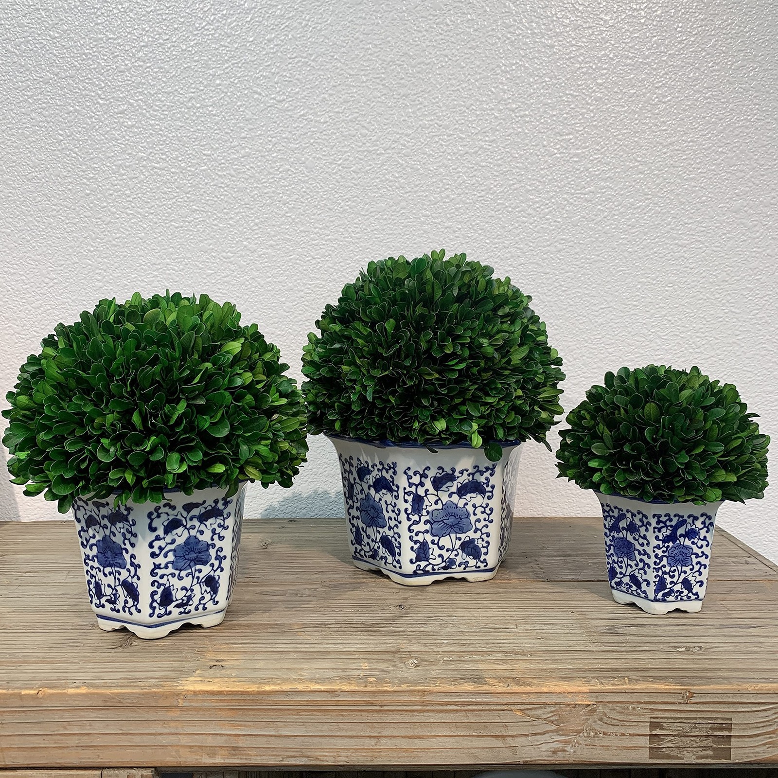 9.5″ Naturally Preserved Real Boxwood Ball in Hand-Painted Blue & White China…