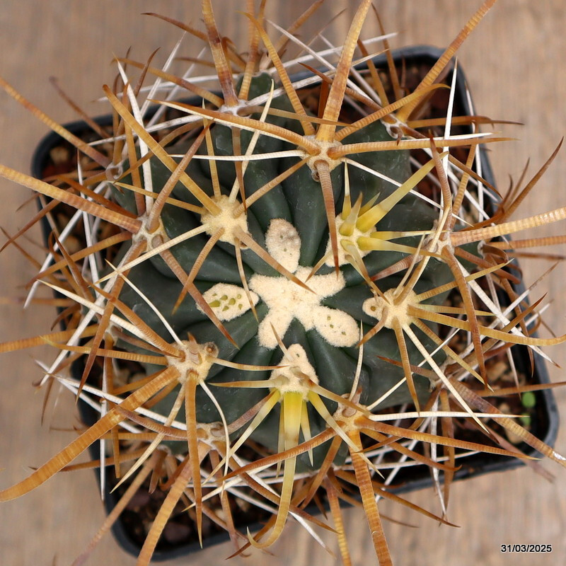D3090 FEROCACTUS CHRYSACANTHUS STRONG SPINES pot10-H6-W7 cm MaMa Cactus