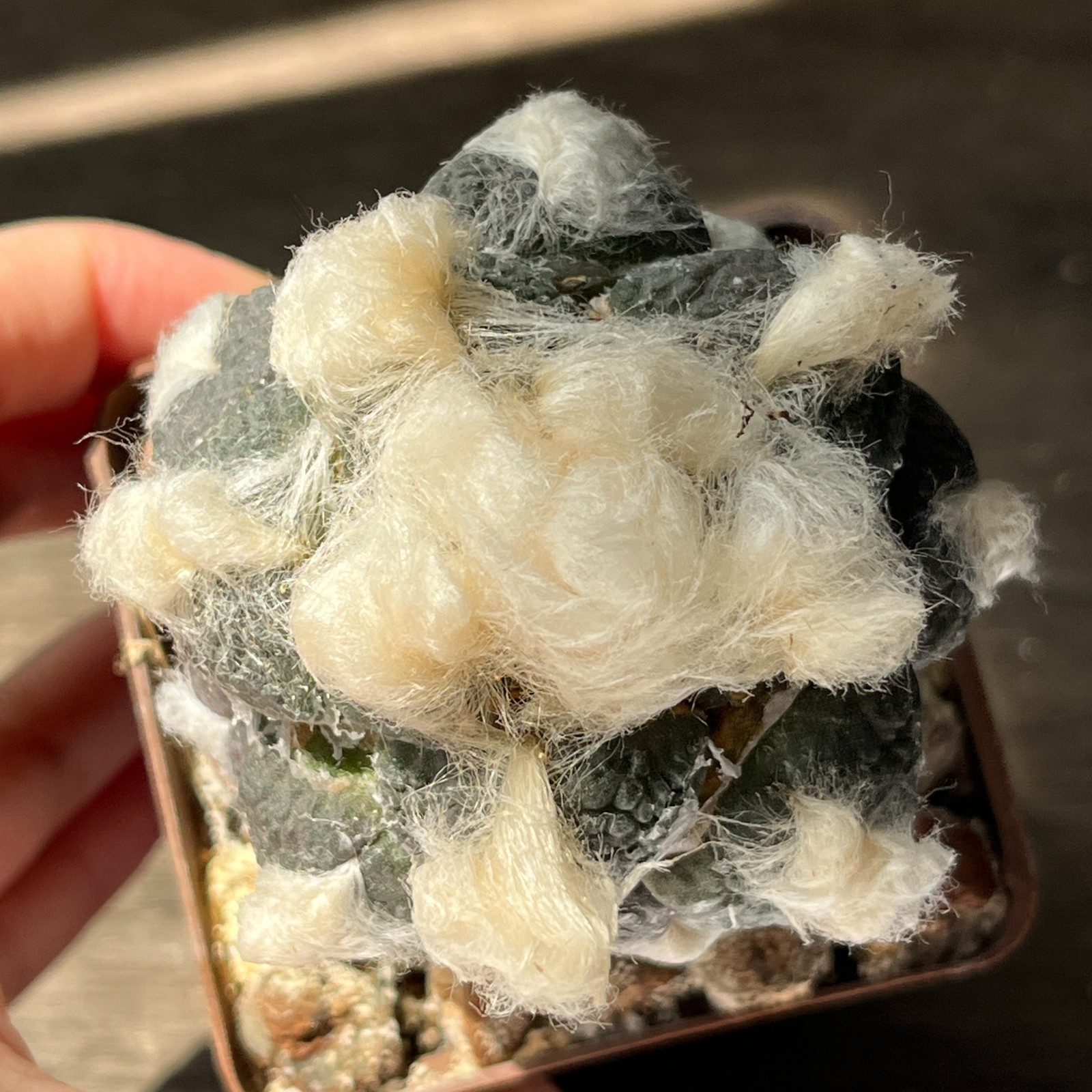A53-661 Cactus lloydii cv. Ball shape, grafted