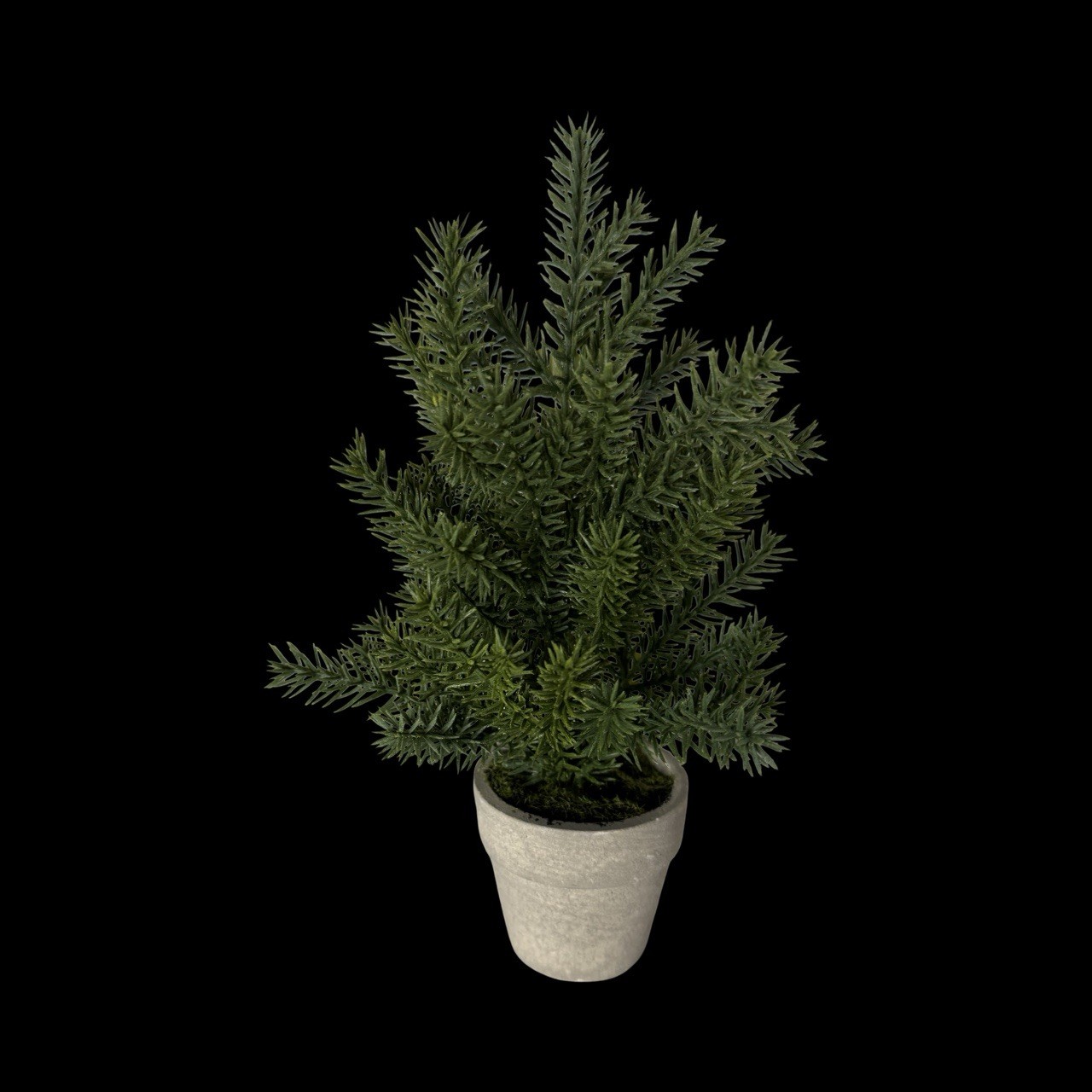Pine Potted Plant 6in Tall In Small Terracotta Pot