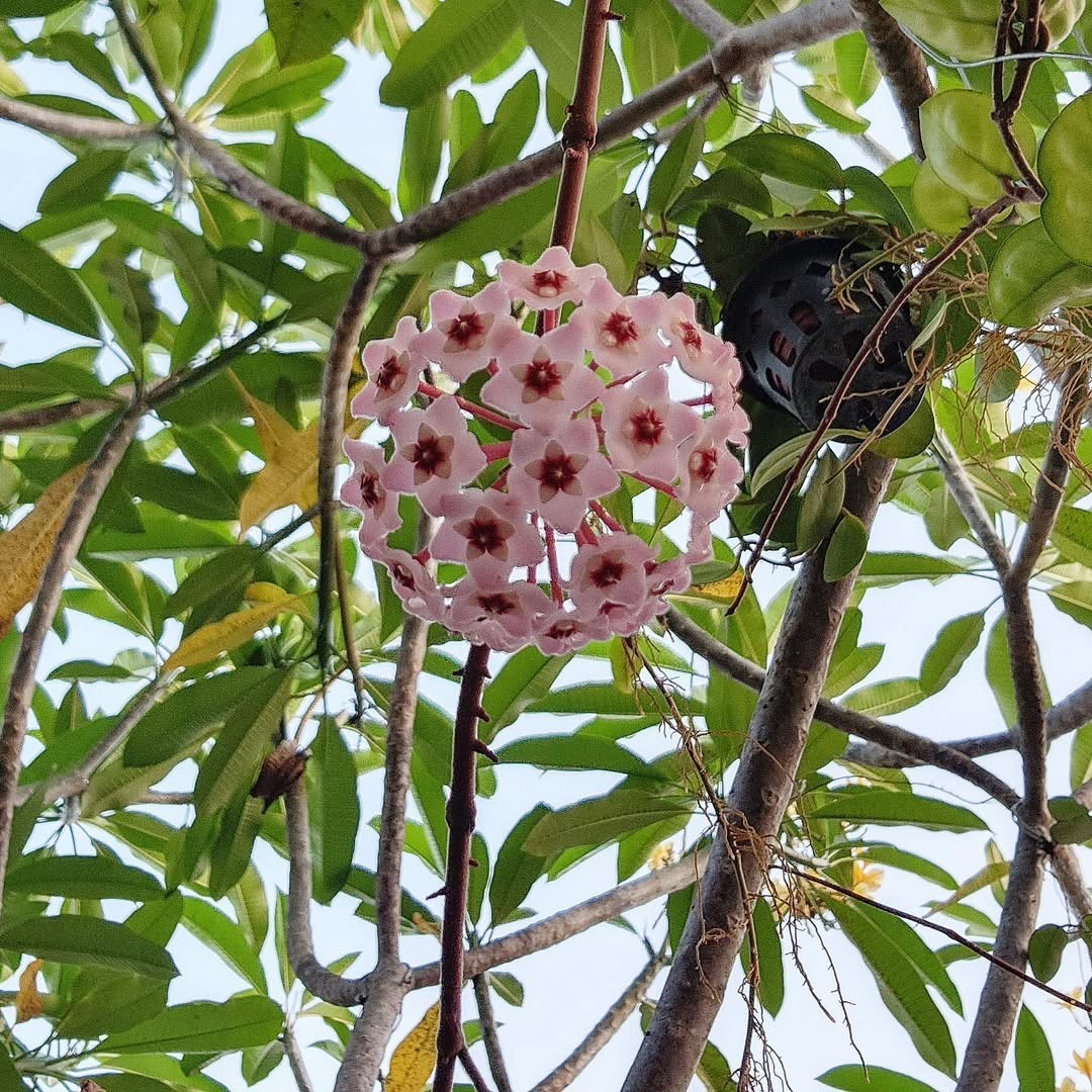 Hoya Carnosa Clinton Jade Rare Tropical Wax Plant