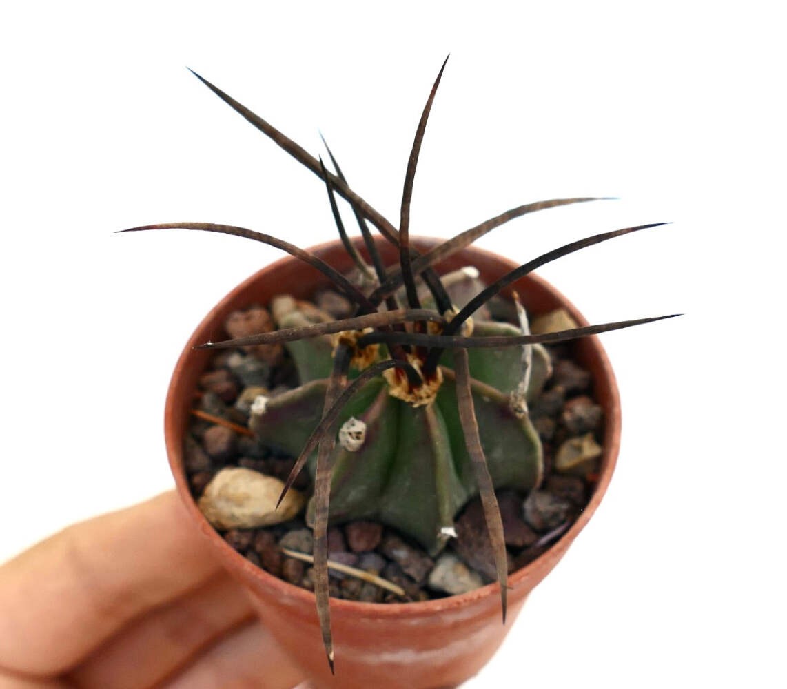 Astrophytum capricorne nudum X BUFFALO – Goat’s horn cactus | Star cactus
