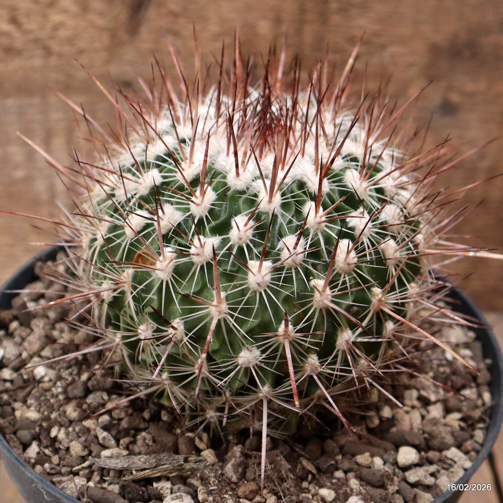 D7782 ECHINOFOSSULOCACTUS ZACATECASENSIS pot18-H10-W11,5 cm MaMa Cactus