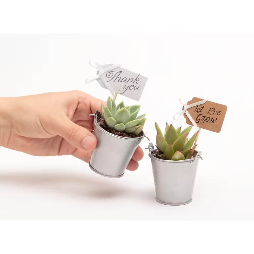 2 In. Wedding Event Rosette Succulents Plant with Silver Metal Pails and Let Lov