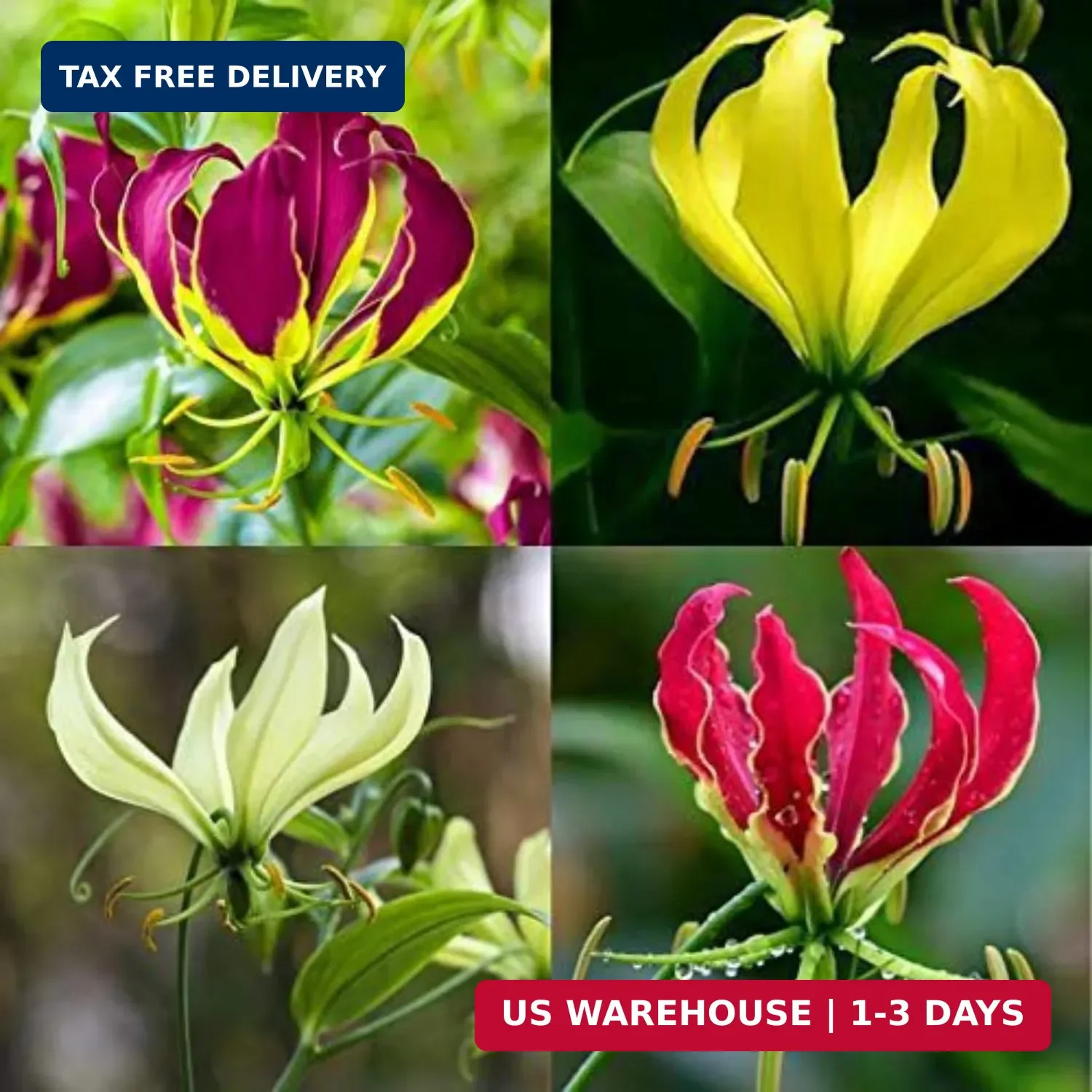 30+ Flame Lily Seeds for Planting – Gloriosa Superba Heirloom Non-GMO Seeds for