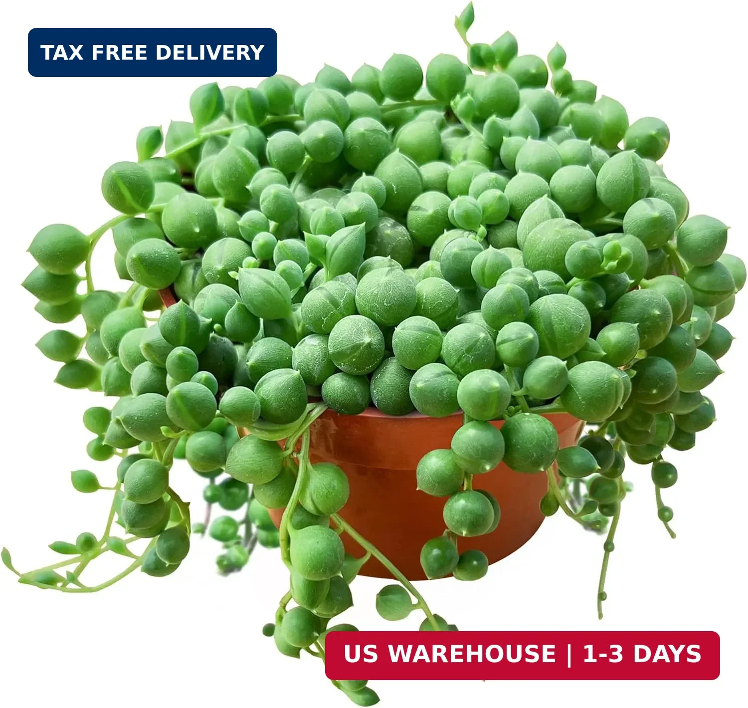String of Pearls Live Succulent Plant (4-inch), Fully Rooted Trailing Houseplant
