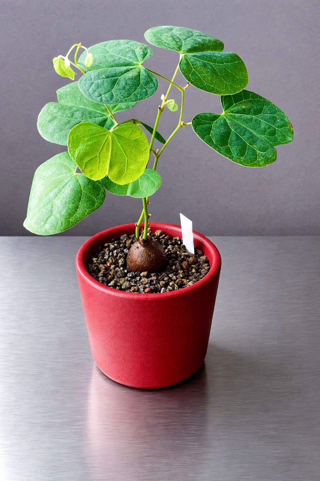 Tylosema fassoglense SEEDS – Marama bean | African wild bean