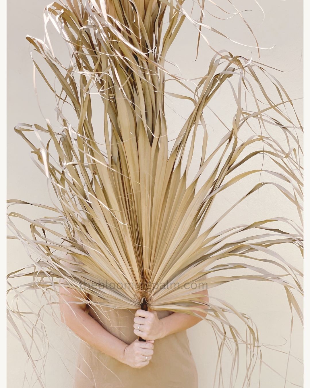 1 Pc Jumbo XL Dried Palm Leaf Party & Home & Wedding Decor 4ft From Stem To Leaf