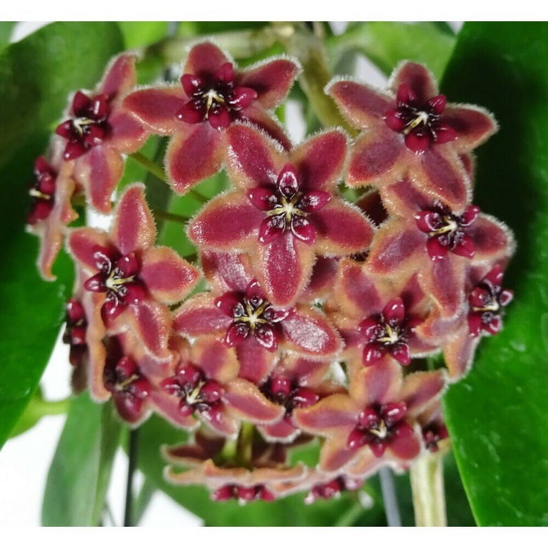 Hoya Lamingtoniae Sp Papua Rare Tropical Wax Plant