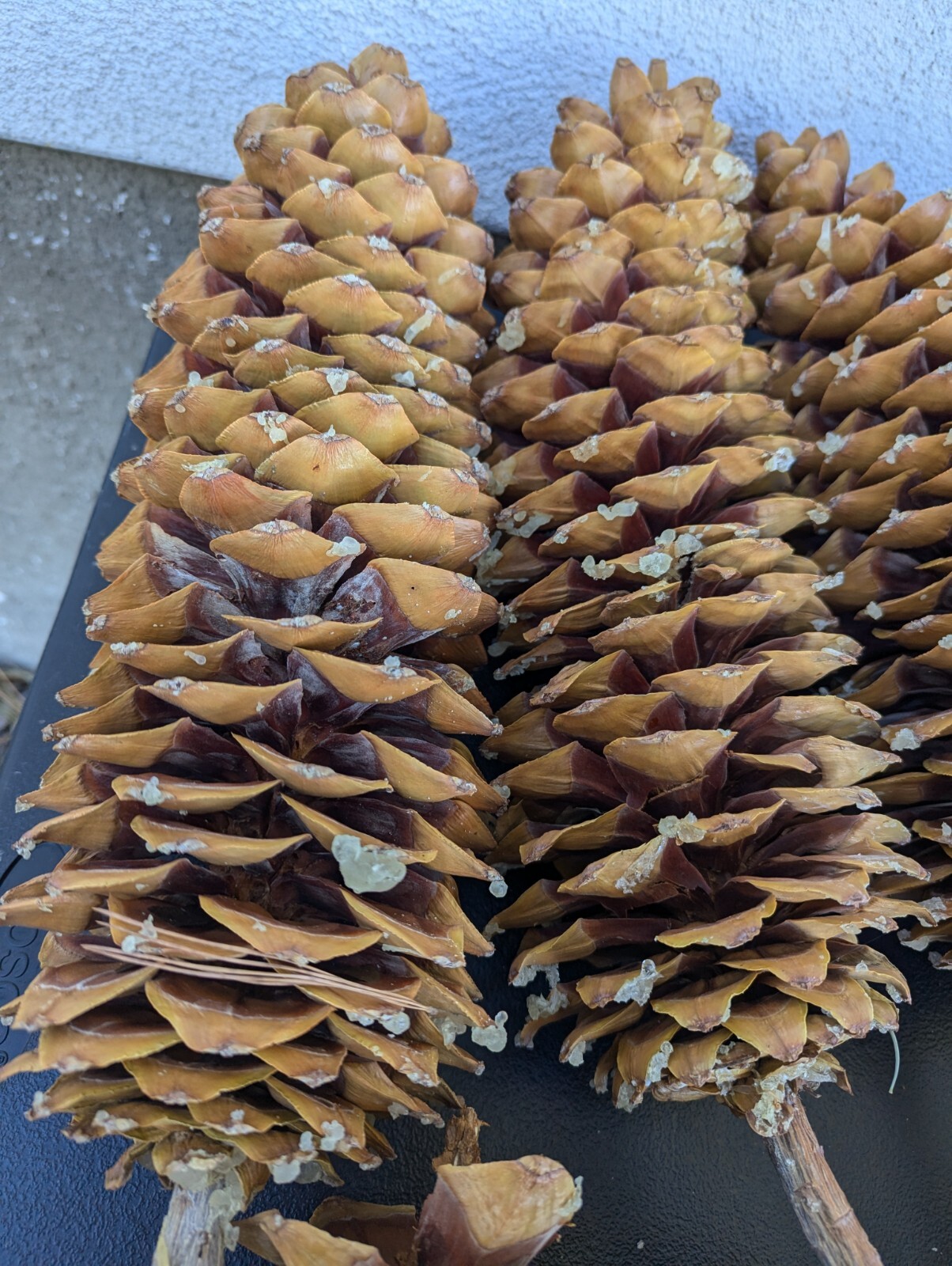 Beautiful, Foraged Sugar Pinecones, 10″ -22″