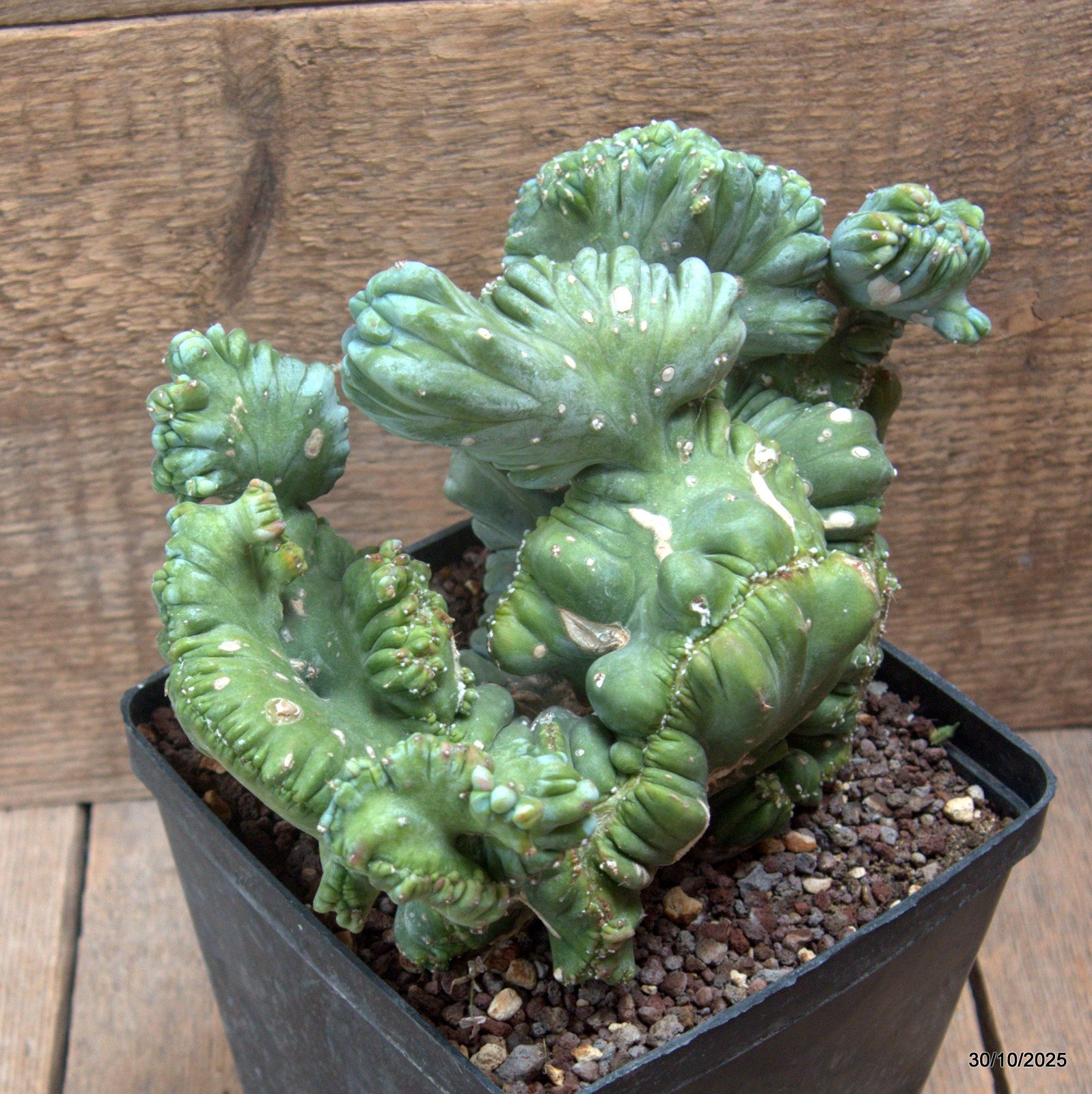 D7237 MYRTILLOCACTUS GEOMETRIZANS CRESTED pot14-H16-W23 cm MaMa Cactus