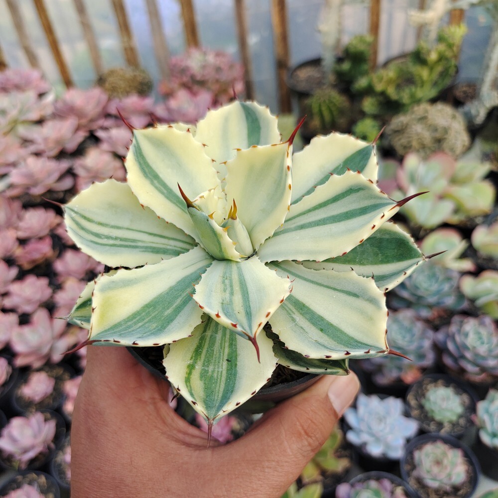 Agave Potatorum CV. Kichijokan Aurea Variegated