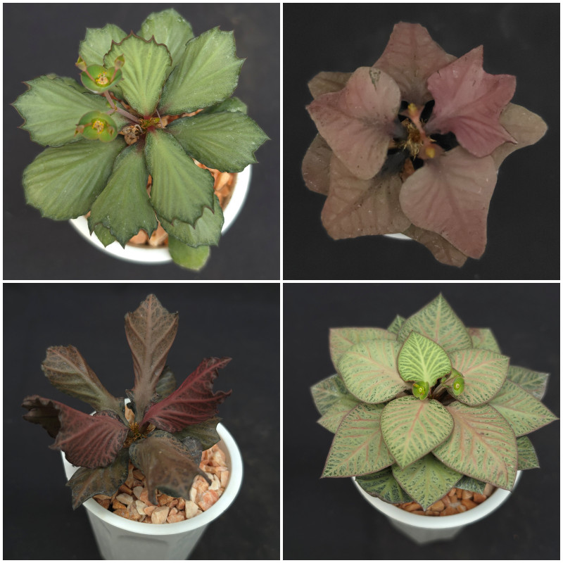F46-64 Euphorbia francoisii hybrid